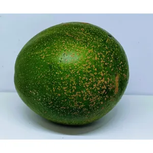 Avocado (Produce of Uganda)