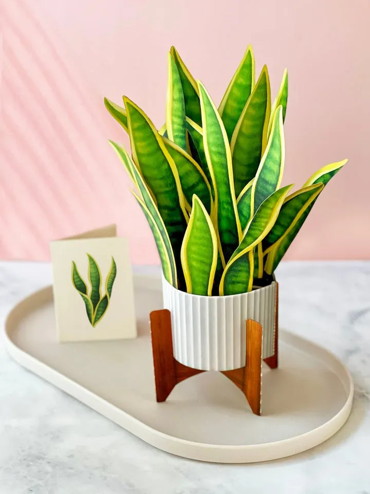 FreshCut Paper | Snake Plant
