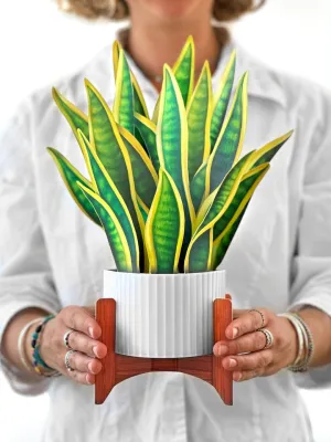 FreshCut Paper | Snake Plant