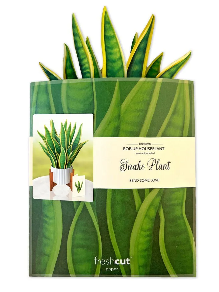 FreshCut Paper | Snake Plant