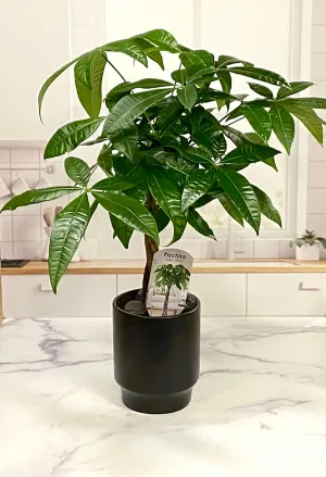 Money Tree