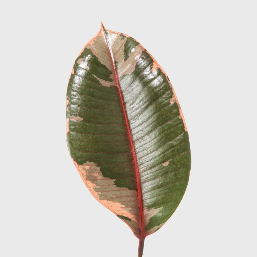 Ruby Pink Rubber Tree 8"