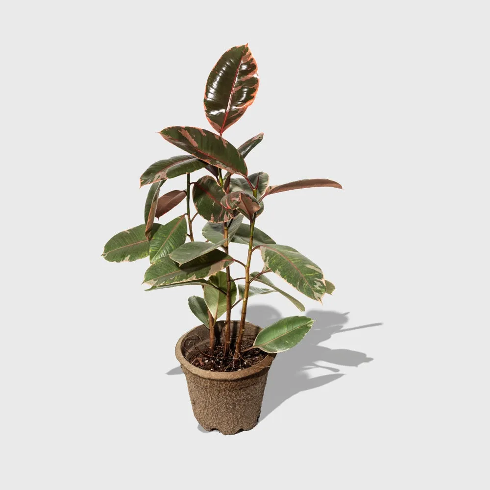 Ruby Pink Rubber Tree 8"