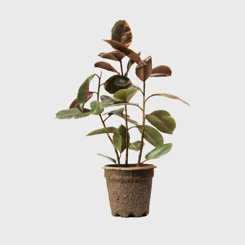 Ruby Pink Rubber Tree 8"