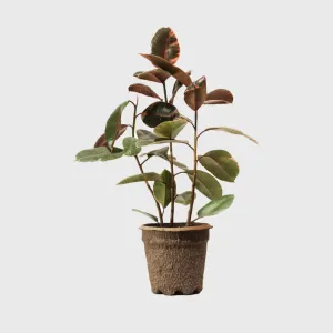 Ruby Pink Rubber Tree 8"