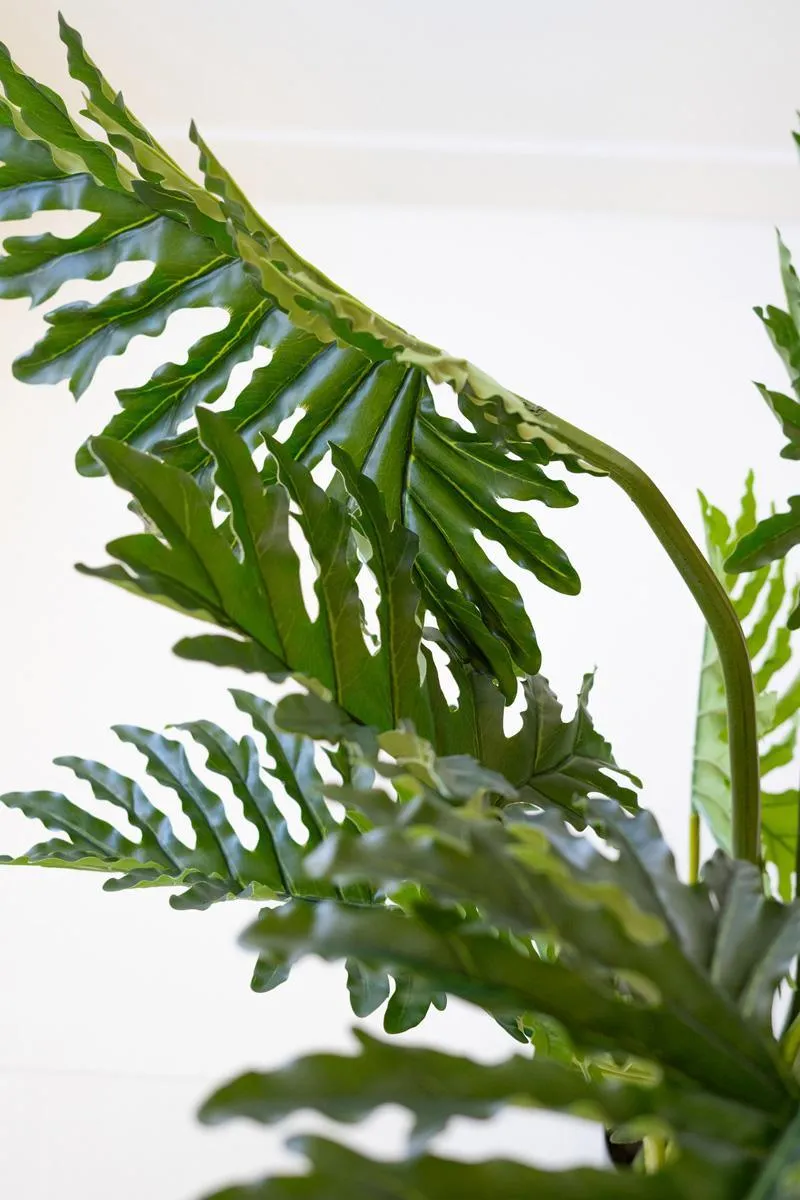 Split Leaf Palm Tree in a Black Plastic Pot
