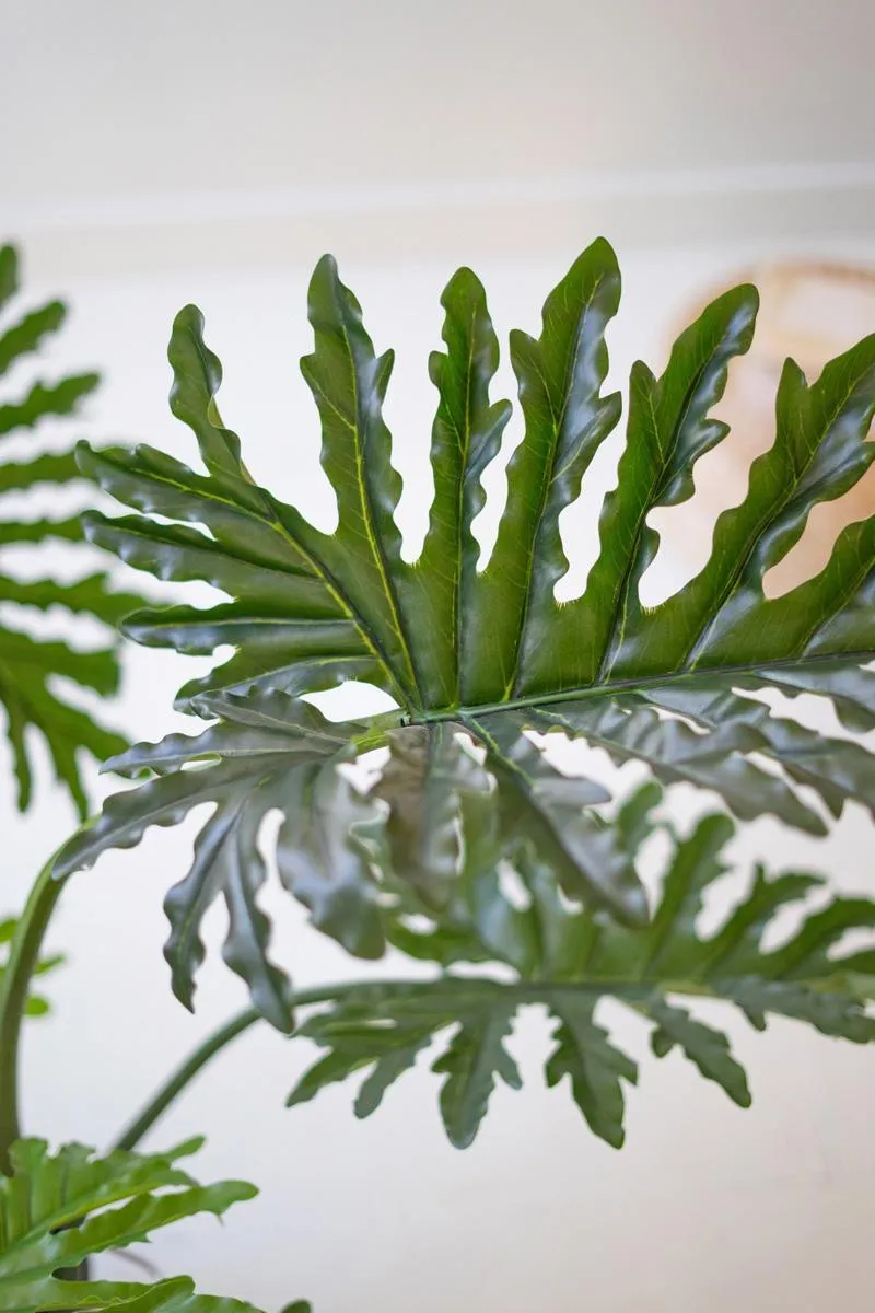 Split Leaf Palm Tree in a Black Plastic Pot