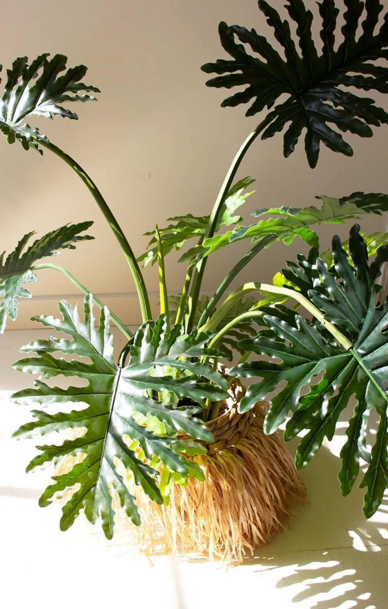 Split Leaf Palm Tree in a Black Plastic Pot
